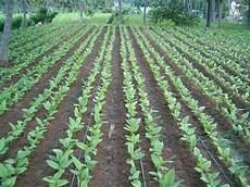 Drip Irrigation Pipes